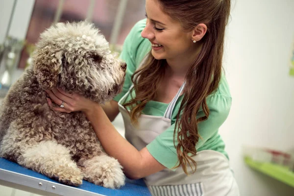 Schönheit Barbe Hund Haardienst Hund Bekommt Haarschnitt Pet Spa Grooming — Stockfoto