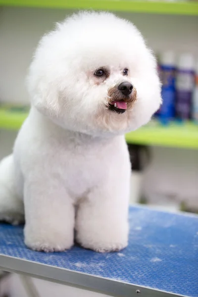 Portret Psa Fryzurą Serwisie Fryzjerskim Pies Strzyże Się Salonie Pielęgnacyjnym — Zdjęcie stockowe