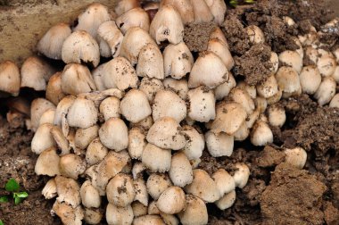 Bahçede büyüyen küçük mantarlar