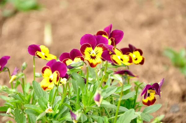 Pansies in a garden with shallow dept of field