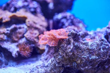 Su altı dünyasının renkli bir parçası. Denizin dibindeki sualtı fotoğrafçılığı