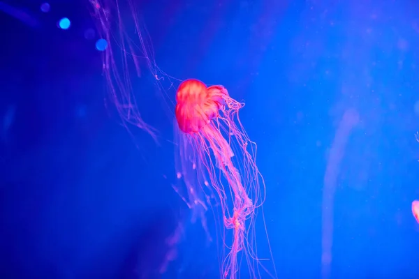 A red jellyfish with tentacles rises up in the blue seawater. Every year a lot of people suffer from jellyfish during rest