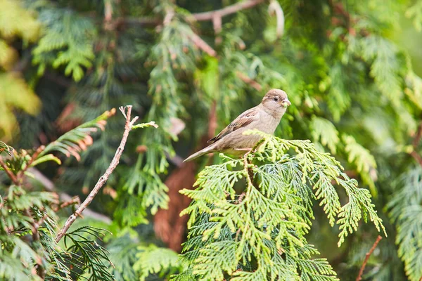 Jedlové Větvi Sedí Vrabec Lesní Pták Během Jarního Období — Stock fotografie
