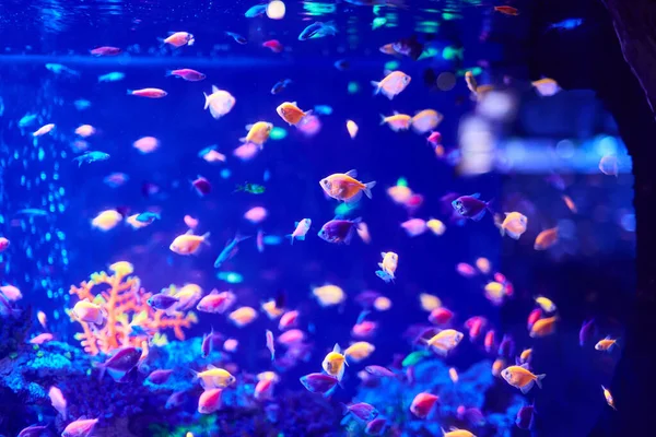 Deniz Dünyasının Güzelliği Akvaryumda Bir Sürü Güzel Renkli Balık Var — Stok fotoğraf
