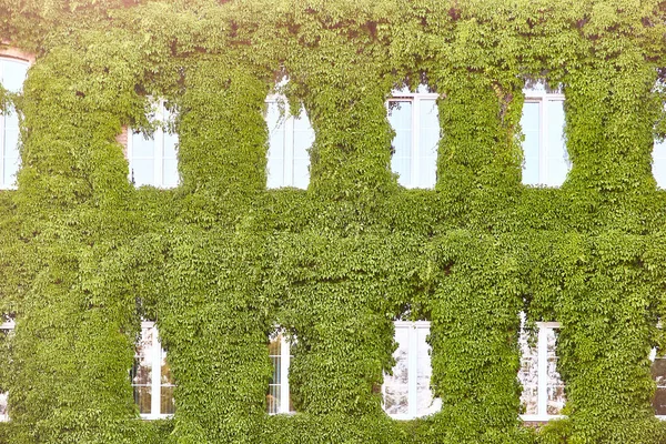Uma Parede Hera Cobre Edifício Uma Planta Num Edifício Natureza — Fotografia de Stock