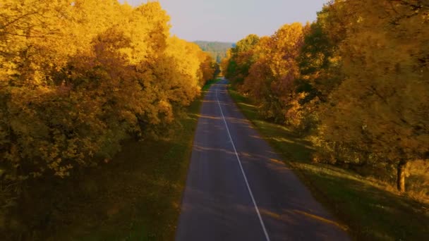 Прекрасный Утренний Пейзаж Золотой Осенью Деревья Желтые Красные Вдоль Дороги — стоковое видео