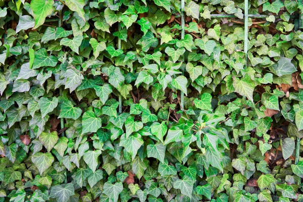 Wzór Wykonany Tablicy Dzikiego Zielonego Bluszczu Zakład Przykrywa Ogrodzenie Ścianę — Zdjęcie stockowe