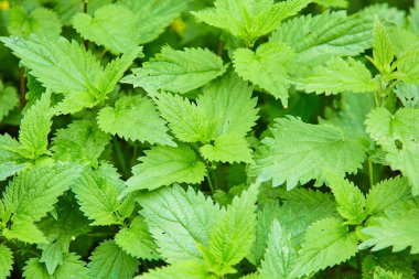 Olgunlaşırken ısırmak. Zehirli ısırgan otu yaprakları. Geleneksel tıp