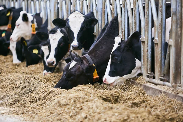 谷仓里的奶牛吃干粮 有选择的重点 图库图片