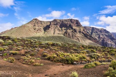 Güneşli bir günde kaktüsüyle vahşi bir çölde kayalık arazi.