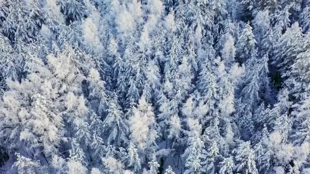 冬の森の素晴らしい景色 木々の上に雪と冬の風景 冬のスプルースとパインの森の空中トップダウンフライオーバーショット — ストック動画