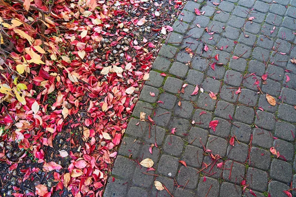 Fallen leaves on the sidewalk. View from above. Beautiful sidewalk pattern