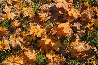 Akçaağaç yaprakları çimenlerin üzerinde yatar. Düşen ağaç yaprakları