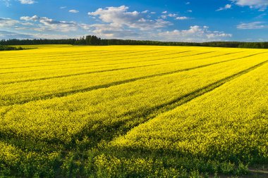 Ekolojik manzara. Yeşil orman ve mavi gökyüzünün arka planında büyük sarı bir kolza tohumu tarlası