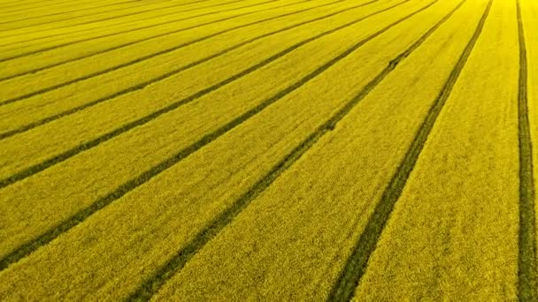 Large Yellow Rapeseed Field Environmental Concept — Stock Video