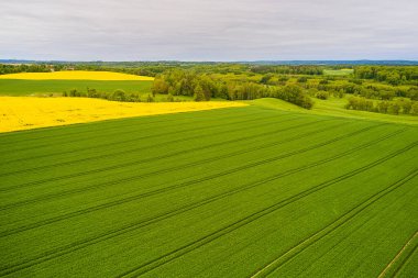 Büyük yeşil tarlaları olan bir manzara. Polonya 'da tarım