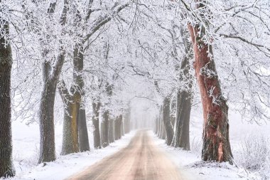 Karlı kış ormanlarındaki yol uzaklara gider. Ağaçlarda buz