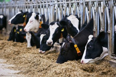 Birkaç inek eski bir ahırda yaşıyor. Tarım endüstrisi. Seçici odak