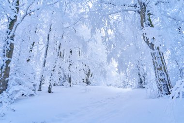 Büyülü kış ormanı patikası, güzel manzara. Tatillerde ormanda dinleniyorum.