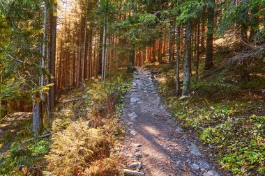 Büyüleyici ormanlarda muhteşem yürüyüş yolları, gizemli orman patikaları. Seyahat deneyimi