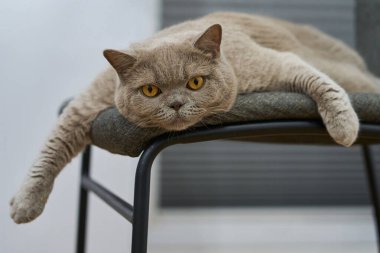 Kediler sandalyede yatar, hayvanlarla ilgilenir. Tembellik kavramı