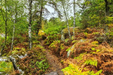 Specific landscape with rocks and forest in Fontainebleau Forest 60 km from Paris, France. The forest is close to Barbizon where it was a famous paiting school and it is the most popular bouldering destination in the world.