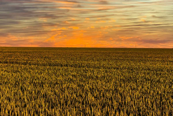 Sunset Ina Arquivado Cereais Localizados Coração Agrícola França Região Beauce — Fotografia de Stock
