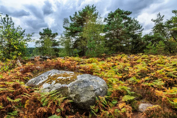 Specific Landscape Rocks Forest Fontainebleau Forest Paris France Forest Close — Foto Stock