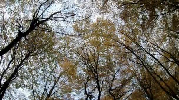 Sonbaharda Tepeden Tırnağa Güzel Bir Renkli Orman Manzarası Yavaş Çekim — Stok video