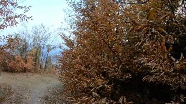 Filmagem Folhas Uma Floresta Outono — Vídeo de Stock
