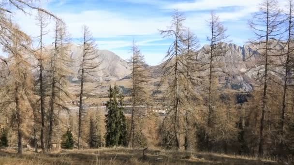 Dağdaki Bir Hastalıktan Etkilenen Köknar Ağacı Ormanının Görüntüsü Karsız Bir — Stok video