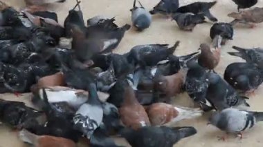 Bir sokakta beslenen güvercin kalabalığının görüntüsü.