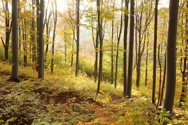 Jesienny Las Bukowy Zboczu Góry Podczas Zachodu Słońca Październik Polska — Zdjęcie stockowe