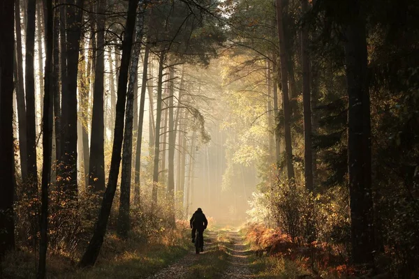 在一个雾蒙蒙的秋日早晨 这个人骑着自行车沿着一条森林小径走着 — 图库照片