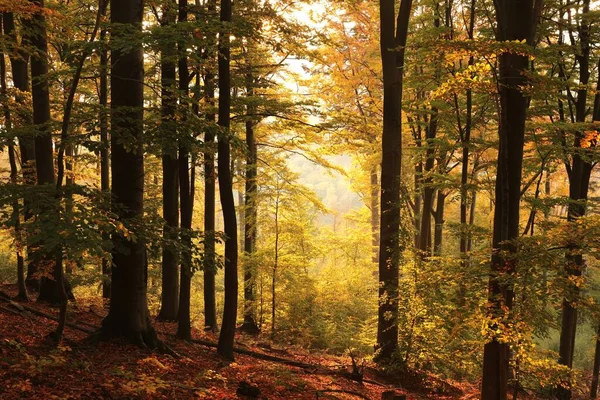 Осенний Буковый Лес Склоне Горы Время Восхода Солнца Октябрь — стоковое фото