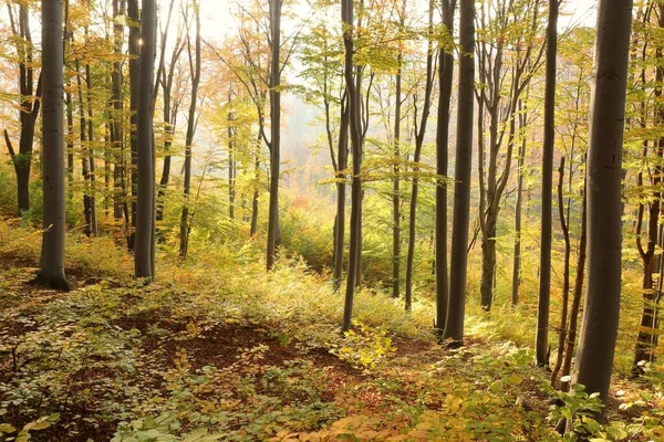 Pădurea Fag Toamnă Panta Muntelui Timpul Apusului Octombrie Polonia Fotografie de stoc
