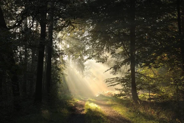 Een Zandweg Door Het Bos Een Herfstochtend — Stockfoto