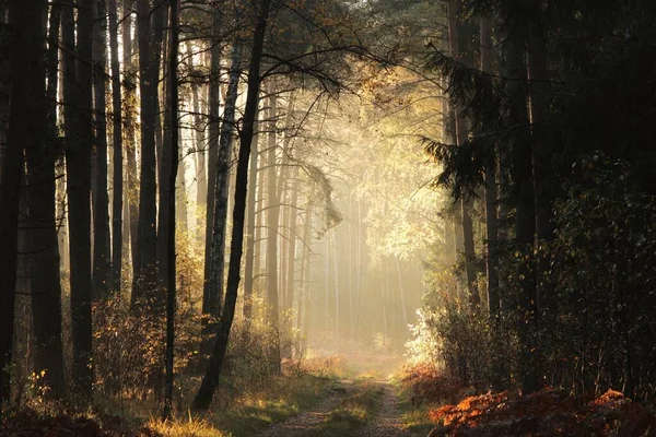 Грунтовая Дорога Через Лес Осенним Утром — стоковое фото