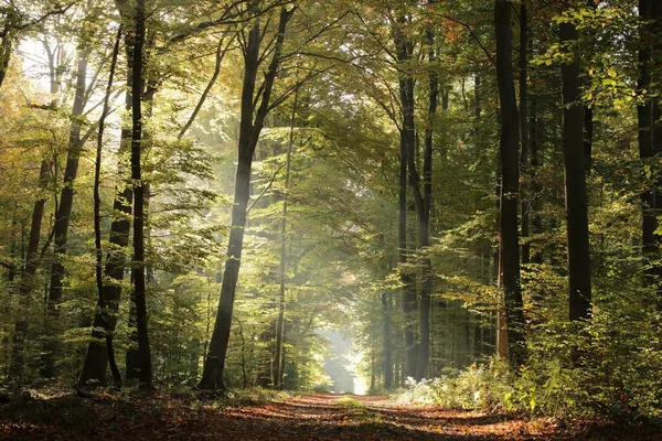 Ścieżka Leśna Wśród Buków Słoneczny Jesienny Poranek Październik — Zdjęcie stockowe