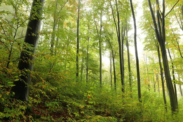 Sonbahar Kayın Ormanları Sisli Yağmurlu Havalarda — Stok fotoğraf