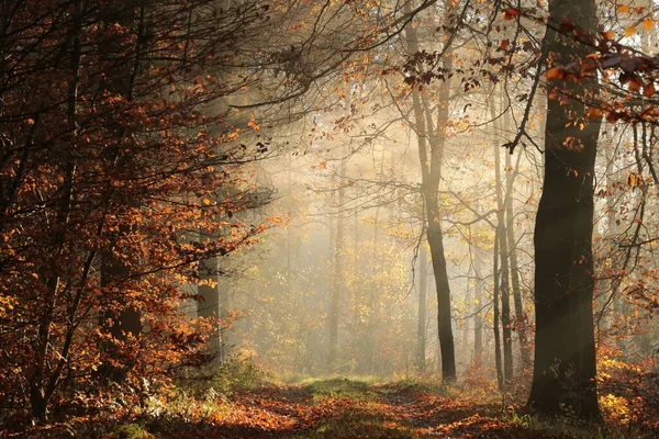 Ein Weg Durch Einen Märchenhaften Herbstwald Einem Nebligen Novembermorgen — Stockfoto