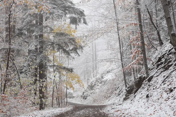 11月中旬の初雪後の森の道 — ストック写真