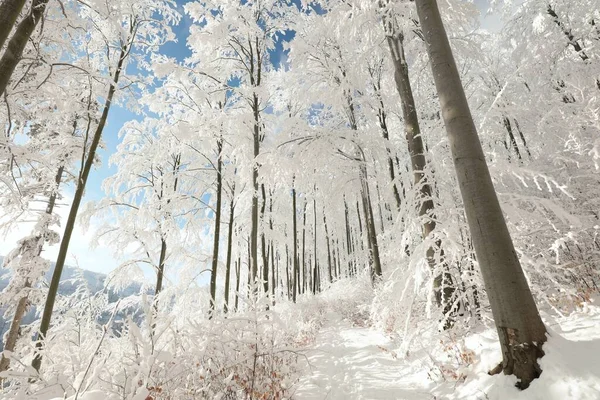 Camino Través Del Bosque Invernal Entre Hayas Cubiertas Nieve Fresca — Foto de Stock
