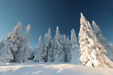 Winter landscape, snow-covered spruce trees on the top of the mountain.
