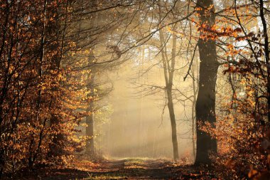 Path through the forest on a foggy January morning. clipart