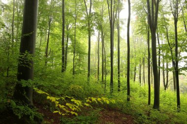 Majestic autumn beech forest on a foggy, rainy morning in late September.