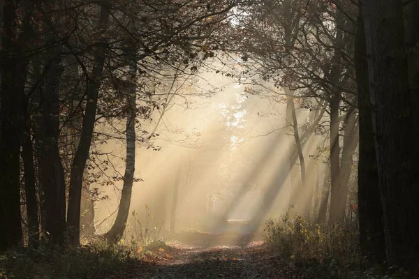 Path Fairytale Autumn Forest Foggy Morning Mid November — Stock Photo, Image