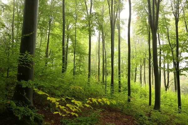 Majestic autumn beech forest on a foggy, rainy morning in late September.