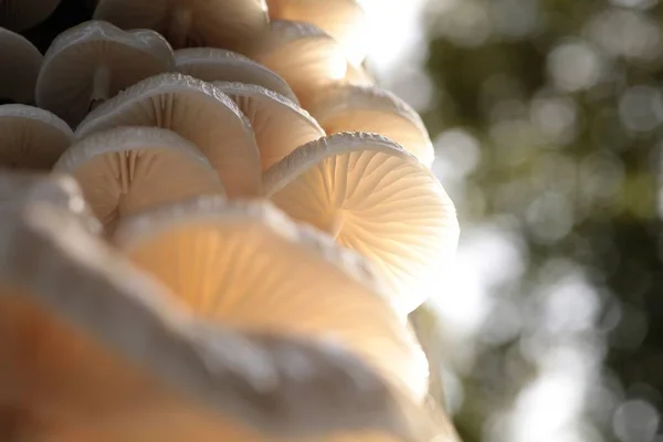 Funghi Che Crescono Tronco Albero Nella Foresta — Foto Stock