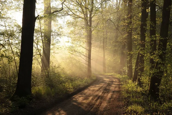 Landsväg Genom Skogen Dimmig Vårmorgon — Stockfoto
